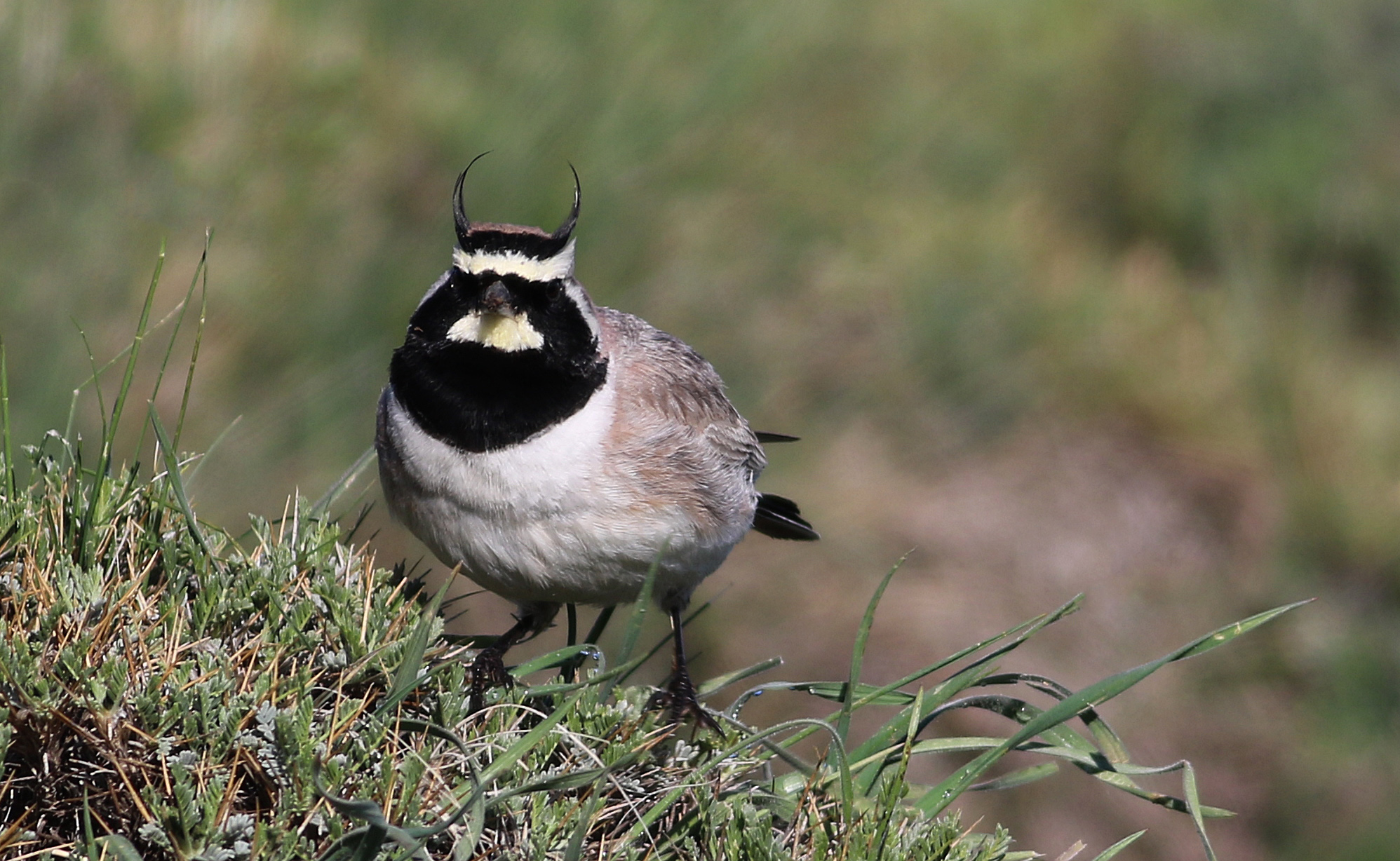 Horned Lark — Ana fotoğraf